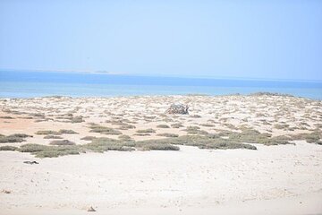 Coral Garden Snorkeling Sea Trip Experience & Lunch - Marsa Alam