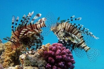 Coral Garden Full Day Snorkeling Trip with Lunch – Marsa Alam