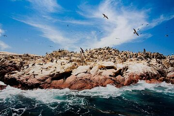 Full-Day Boat Tour of the Paracas Islands