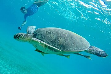 Semi Private Abu Dabab Tour With Turtles & Dugong from Hurghada 