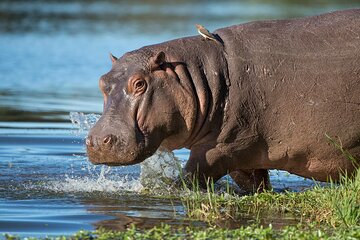 Half Day Boat Safari Isimangaliso Wetlands Park