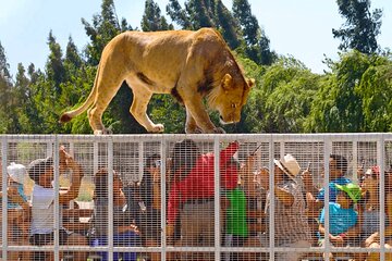 Safari Park, Wild Experience