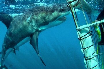 Full- day Great Shark Cage Diving Adventure Tour from Cape Town