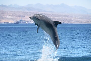 Swim with Dolphin Boat Trip with Snorkeling and Transfer Hurghada