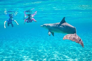 Dolphin House Snorkeling Sea Trip With Transportation– Marsa Alam
