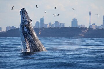 3 Hr Whale Watching Discovery Cruise in Sydney