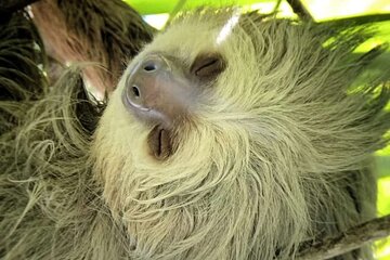 Quepos Manuel Antonio Park Nature Guided Tour