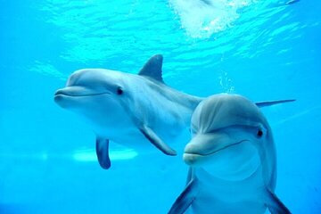 Dolphin House Sea Trip & Turkish Bath With Transfer - Hurghada