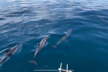 Guided Dolphin Sightseeing Tour in Fiji 