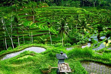 Full-Day Ubud Private Tour With Swing and Waterfall