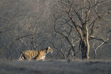 Tiger Safari in Ranthambore National Park