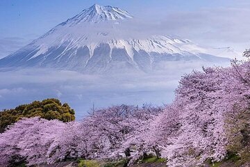 Mount Fuji and Hakone Full Day Private Sightseeing Tour 