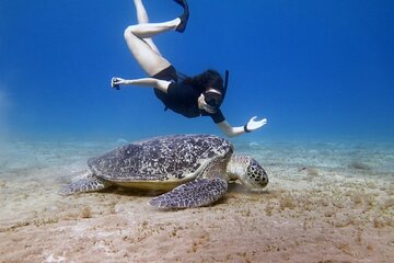 Private Abu Dabbab Snorkeling With Turtles W/Transfer -Marsa Alam