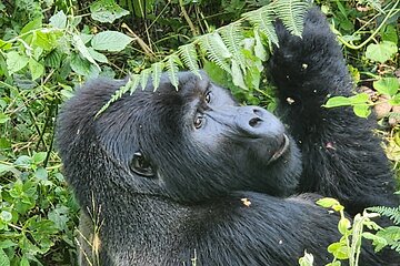 3-Day Gorilla Trekking in Bwindi Impenetrable National Park