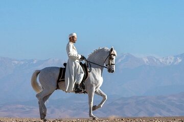 Horseback Riding in Palmeraie Grove 2 hours Adventure - Marrakech