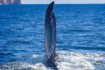 2 Hour City Tour and Whale Watching
