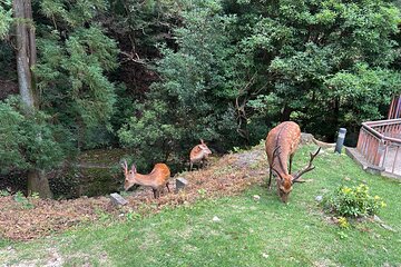 No Emission Car Nara Private Tour from Kyoto with Japanese Guide