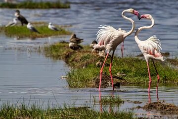 Private Day Tour to Lake Bogoria from Nairobi