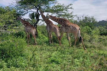 Half Day Tala Game Reserve and Phezulu Safari Park from Durban