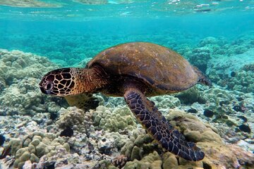 Snorkeling Trip in Sharm El Naga National Park & Lunch - Hurghada