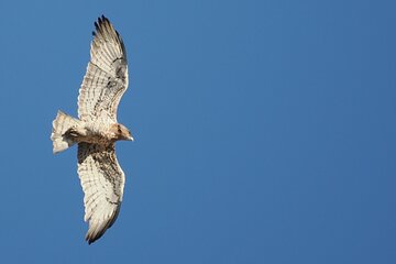 Birdwatching in Ronda and Grazalema