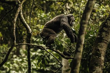 2 Days Chimpanzee tracking at Nyungwe National Park