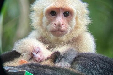 Manuel Antonio National Park: Guided tour to see animals