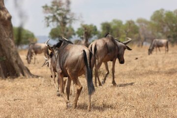 Two Days Safari by Train