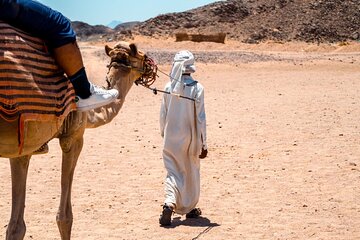 One hour Camel Ride At Amazing Desert With Transfer - Sharm El Sheikh