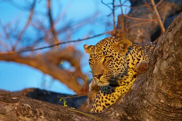 4-Day Kruger Tremisana or Masango Safari from Johannesburg