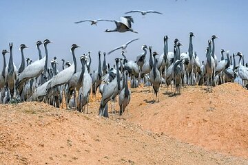 Explore Delhi Agra With Exclusive Bharatpur Bird Century 3 Day 