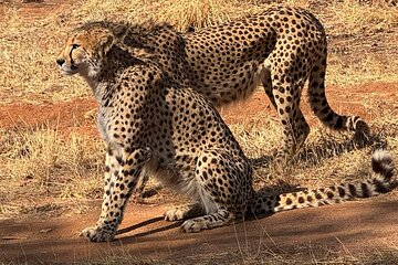 Ann Van Dyk Cheetah Centre Tour from Johannesburg or Pretoria