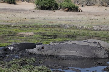 From Victoria Falls: Chobe National Park Small Group Tour