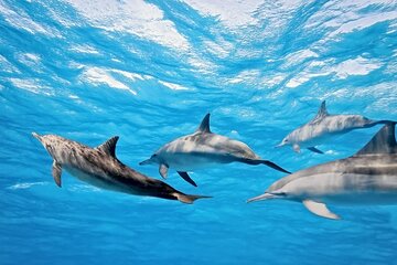 Hurghada Swim With Dolphin Tour with Lunch and Transfer