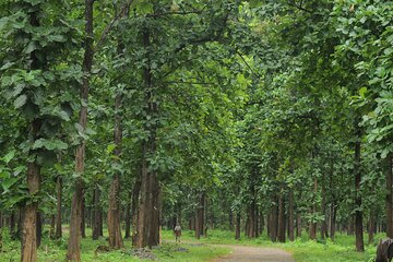 Tropical Kerala in south India abounds Nature, Culture & History