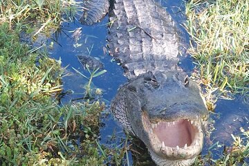 Everglades Guided Tour