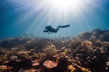 Daily Diving Trip with Two Dives with transfer & Lunch – Hurghada