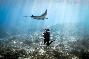 Unforgettable Daily Dive Adventures with Lunch - Sharm El Sheikh