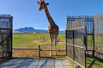 Cheetah Outreach Giraffe Encounter with Crocodile Private Tour