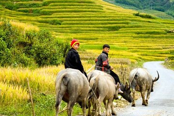 2 Day Sapa Trekking Tour