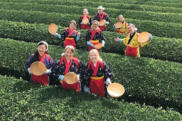 Tea Farm Tour in Sayama, Saitama