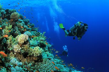 Full-Day Red Sea Scuba Diving Excursion with Transfers – Hurghada