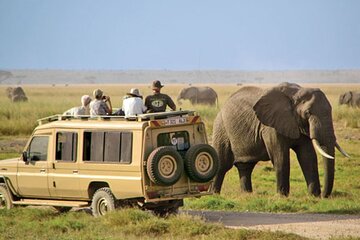 Half Day Tala Game Reserve and Natal Lion Park from Durban