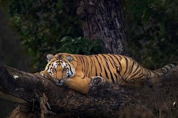 2 - Days: Jim Corbett jungle safari tour from Pune by Flight