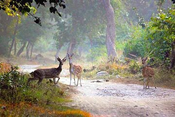 Bangalore to Jim Corbett: 3-Day Double Safari Wildlife Tour