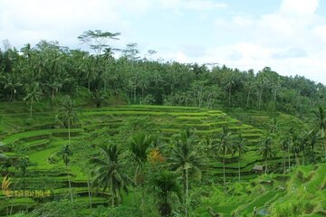 Top Highlights Ubud Private Day Tour