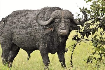  The Best of Mikumi, Udzungwa Mountains and Ruaha