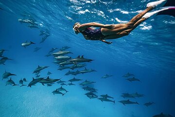 Snorkel at The Dolphin House Adventure In Hurghada