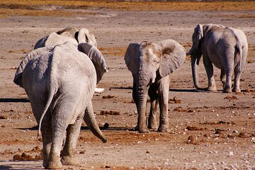 4 Days Safari Tour in Namibia with Etosha and Swakopmund 