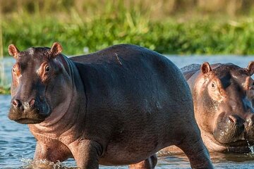Multi Day Tour in Ruaha National Park